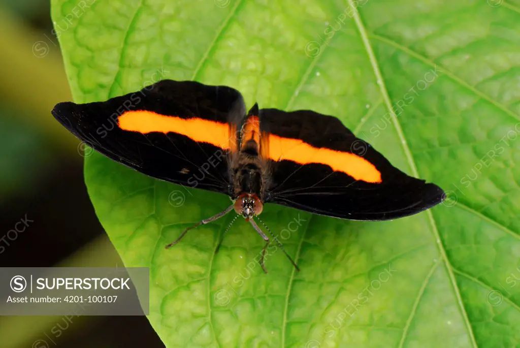 Acontius Firewing (Catonephele acontius) butterfly male in captive breeding program, Colombia
