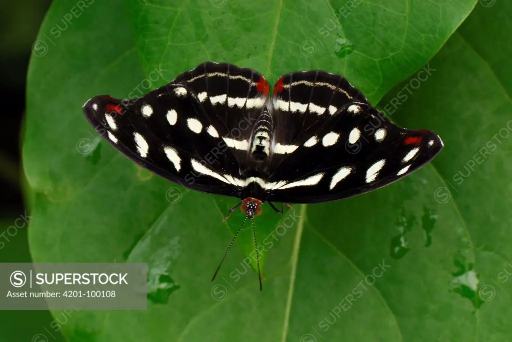 Acontius Firewing (Catonephele acontius) butterfly female in captive breeding program, Colombia