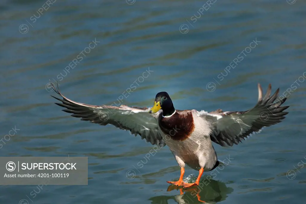 Mallard (Anas platyrhynchos) male landing, Lake Zurich, Switzerland