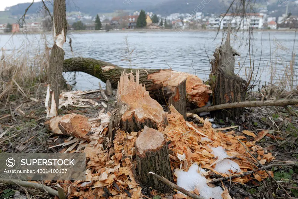 European Beaver (Castor fiber) toothmarks on a fallen tree, Switzerland
