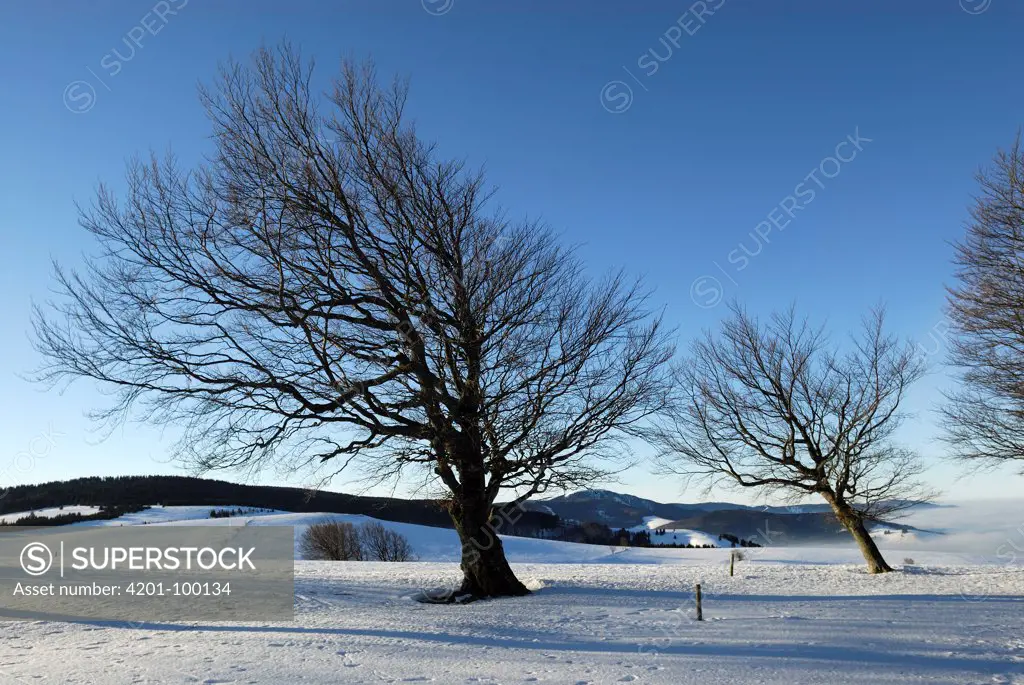 Beech (Fagus sp) trees, Black Forest, Germany