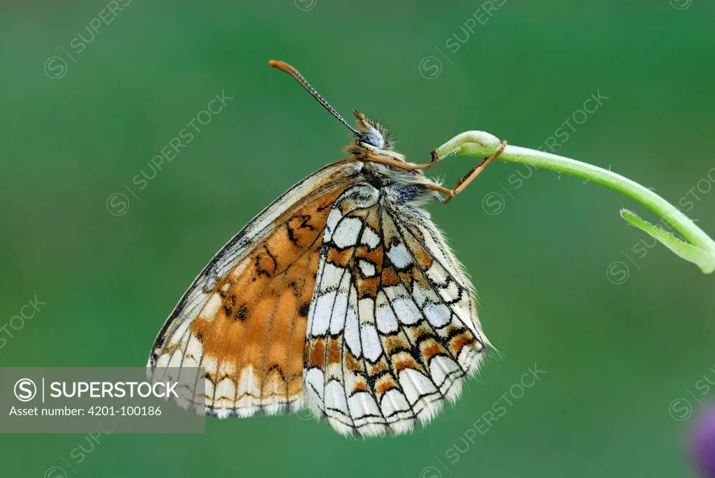 Heath Fritillary (Melitaea athalia) butterfly, Alps, Switzerland