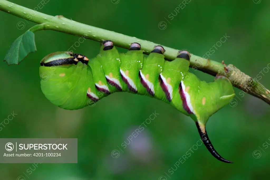 Privet Hawk Moth (Sphinx ligustri) caterpillar, Switzerland