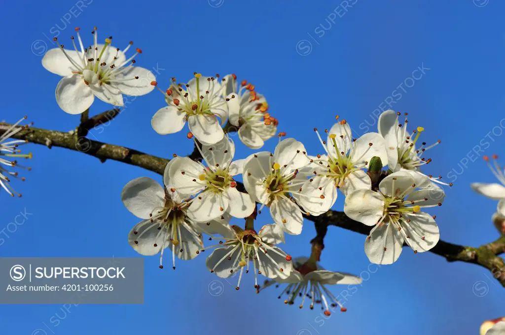 Blackthorn (Prunus spinosa) tree flowering, Switzerland