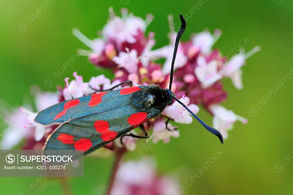 Six-spot Burnet (Zygaena filipendulae) moth, Switzerland