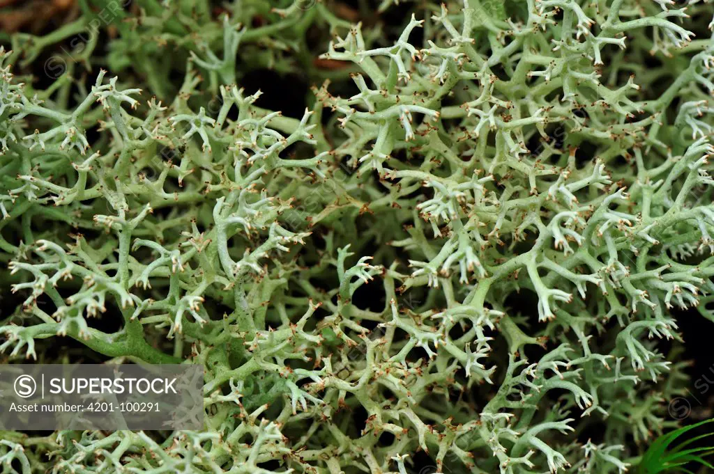 Lichen (Cetraria sp), Switzerland