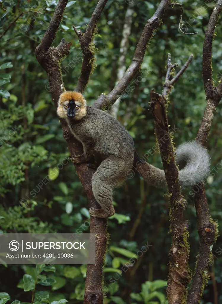 Red-fronted Brown Lemur (Eulemur fulvus rufus) male, Ranomafana National Park, Madagascar