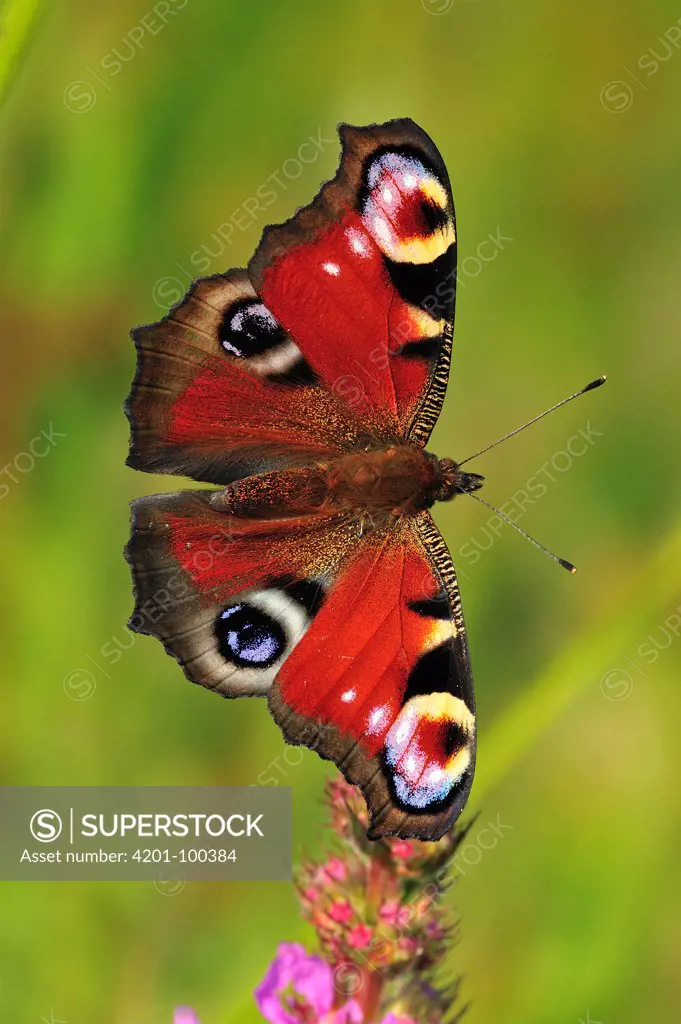 Peacock Butterfly (Inachis io), Switzerland