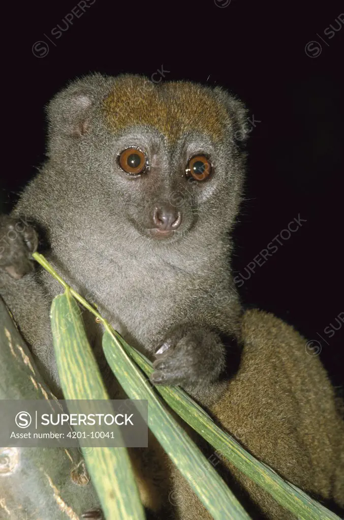 Golden Bamboo Lemur (Hapalemur aureus)endangered primate feeding on bamboo, Madagascar
