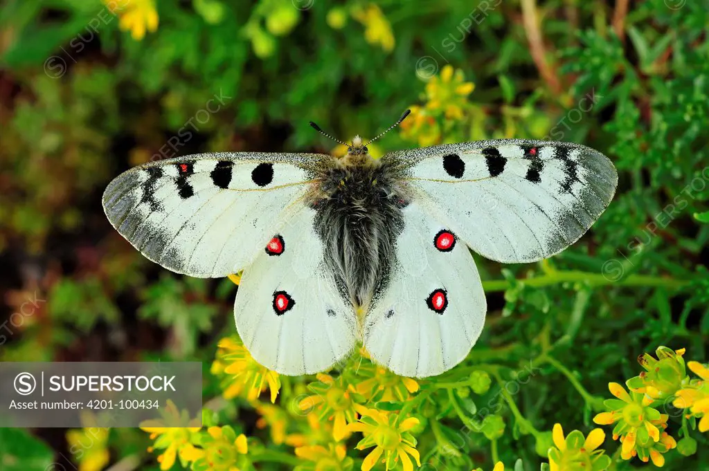 Small Apollo (Parnassius phoebus) butterfly, male, Switzerland