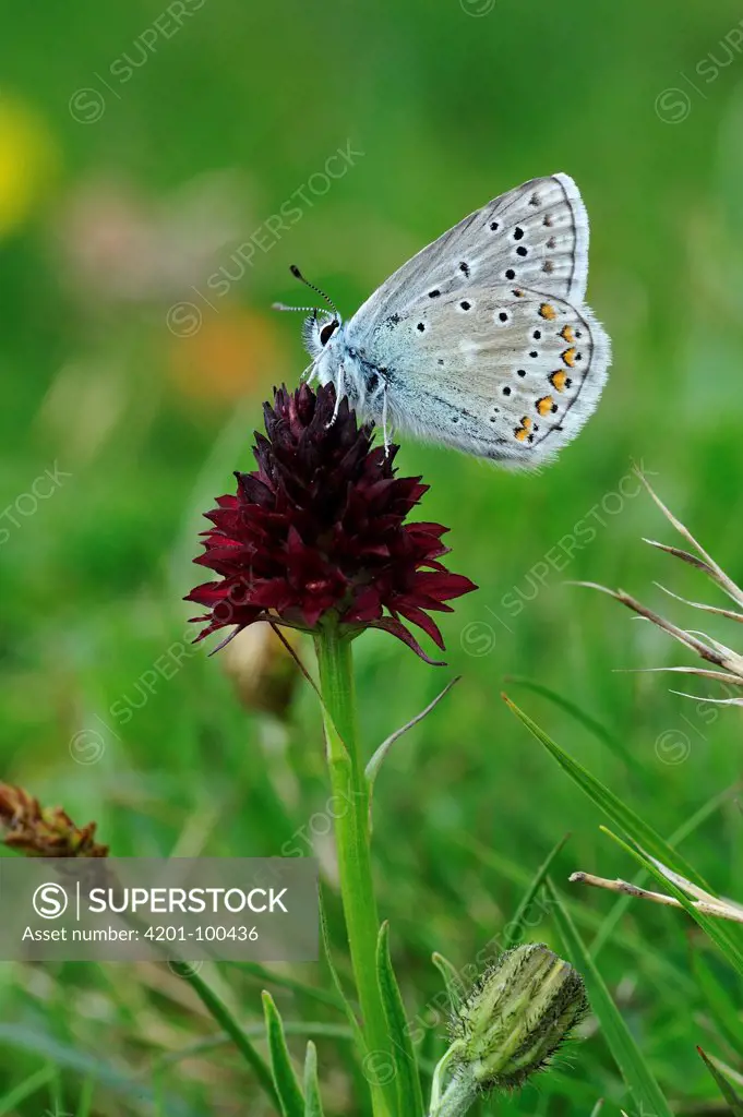 Eros Blue (Polyommatus eros) butterfly male, Switzerland