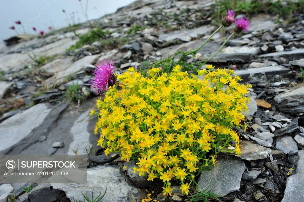 Yellow Mountain Saxifrage (Saxifraga aizoides), Switzerland