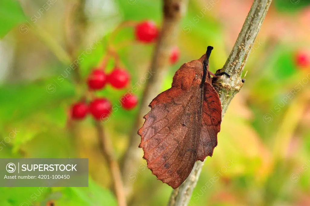 Moth (Gastropacha quercifolia) mimicking a dead leaf, Switzerland