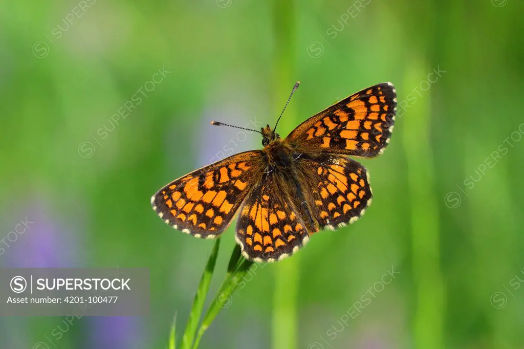 Heath Fritillary (Melitaea athalia) butterfly, Switzerland