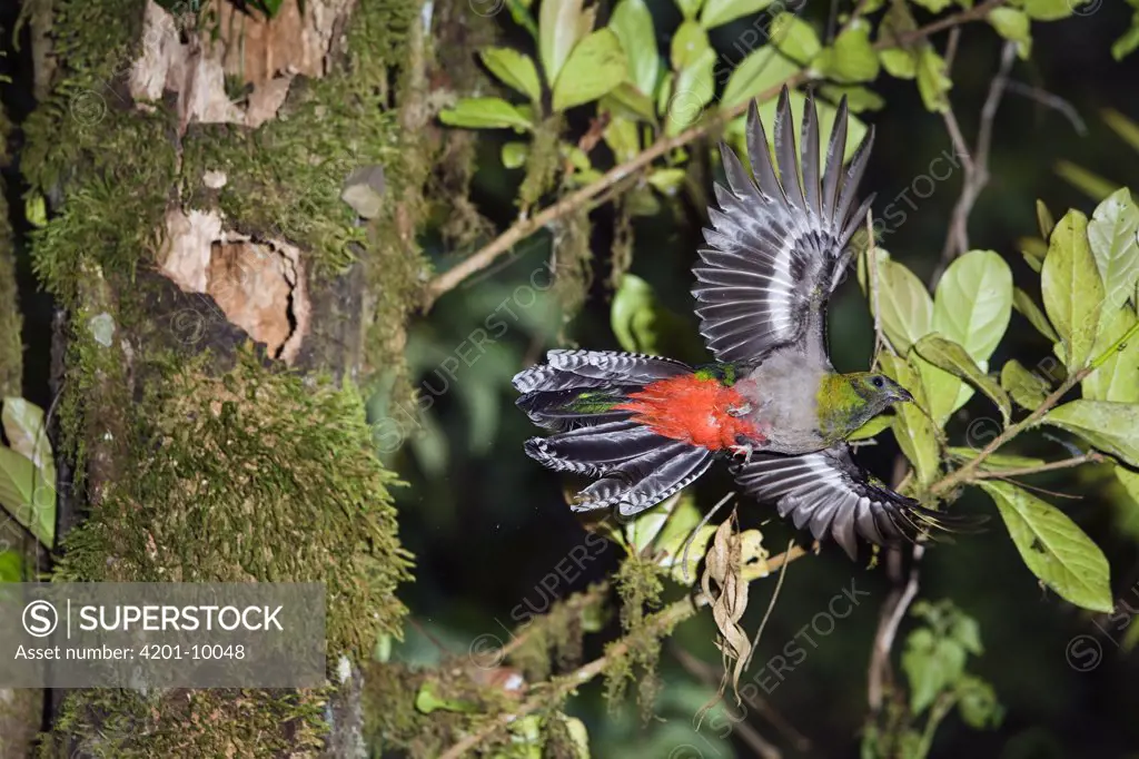 Resplendent Quetzal (Pharomachrus mocinno) female flying, Costa Rica