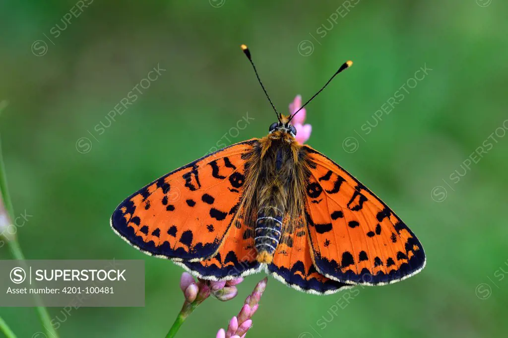 Spotted Fritillary (Melitaea didyma) butterfly male, Switzerland