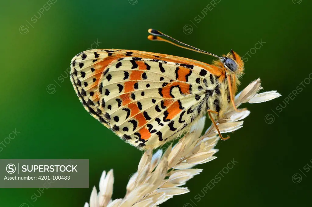 Spotted Fritillary (Melitaea didyma) butterfly, Switzerland