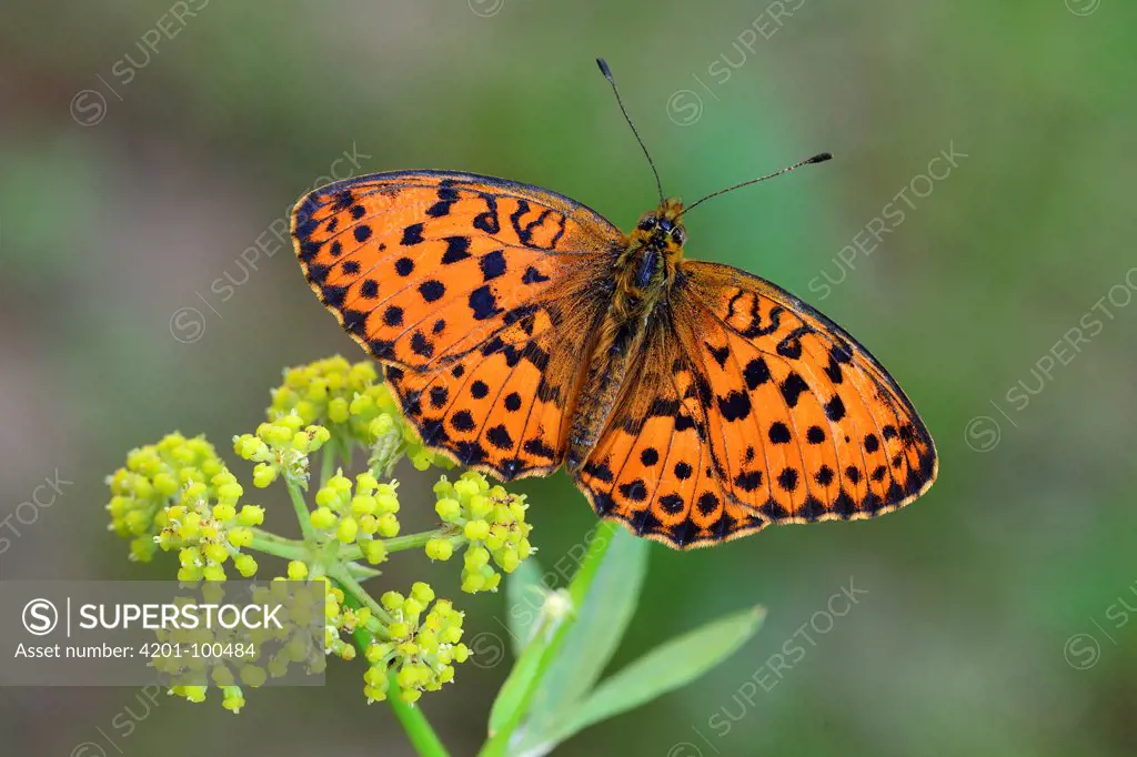 Marbled Fritillary (Brenthis daphne) butterfly, Switzerland