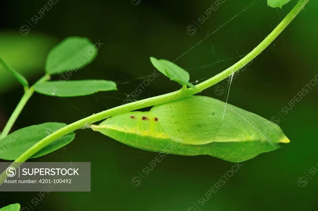 Berger's Clouded Yellow (Colias alfacariensis) chrysalis, Switzerland, sequence 2 of 3