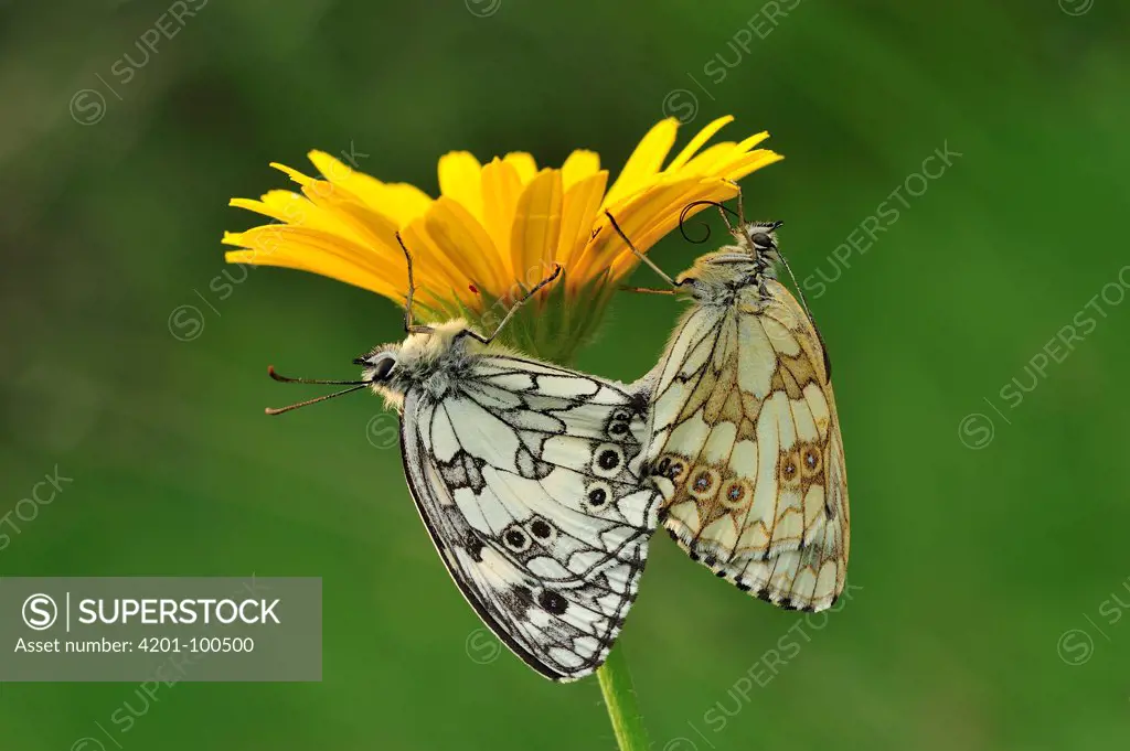 Marbled White (Melanargia galathea) butterfly pair mating, Switzerland