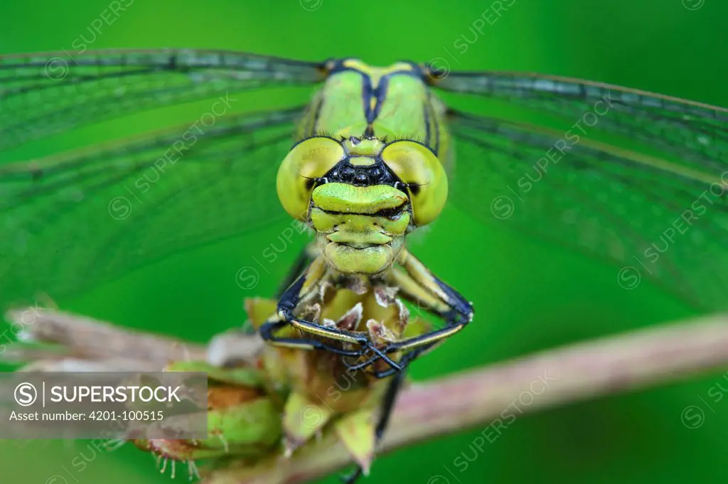 Green Club-tailed Dragonfly (Ophiogomphus cecilia) female, Switzerland
