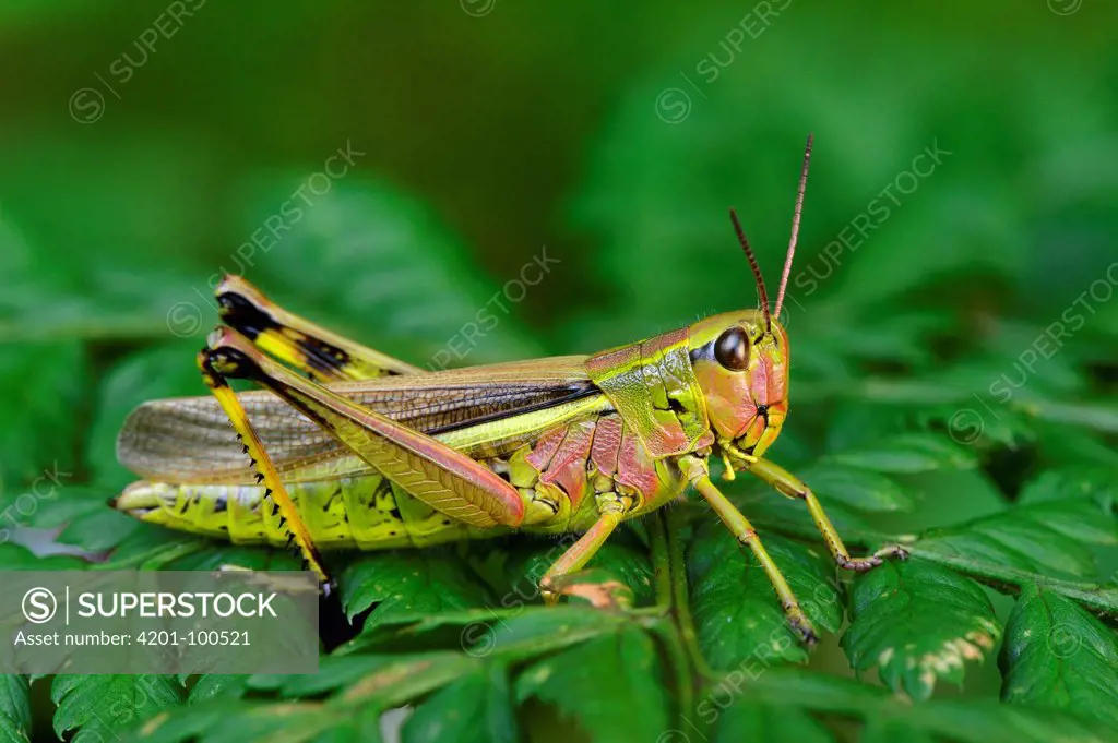 Large Marsh Grasshopper (Mecostethus grossus) female, Switzerland
