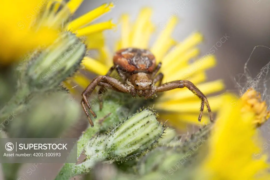 Crab Spider (Thomisidae) on a Hawkweed (Hieracium sp) flower, Nova Scotia, Canada