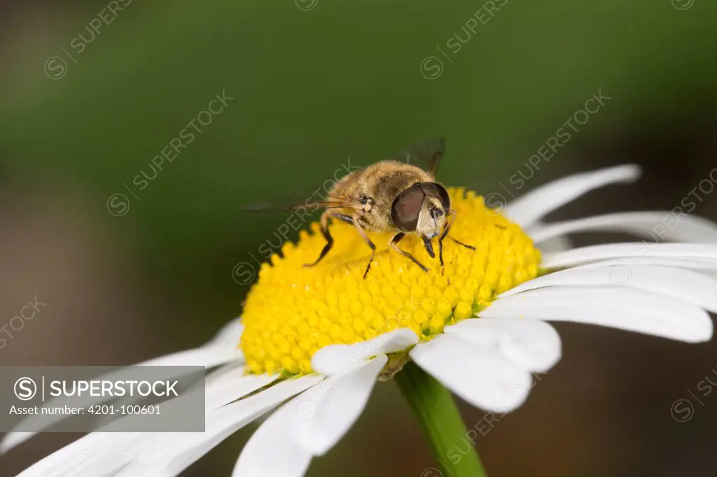Hoverfly (Syrphidae) pollinating a daisy, Nova Scotia, Canada