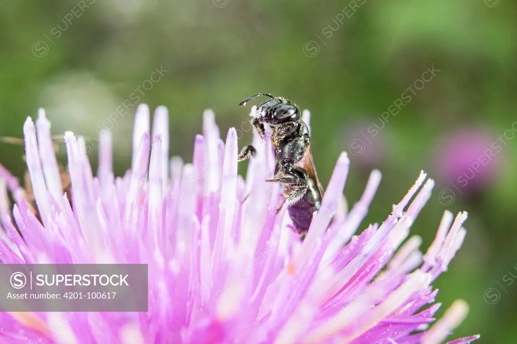 Small Carpenter Bee (Ceratina sp) on a flower, Nova Scotia, Canada