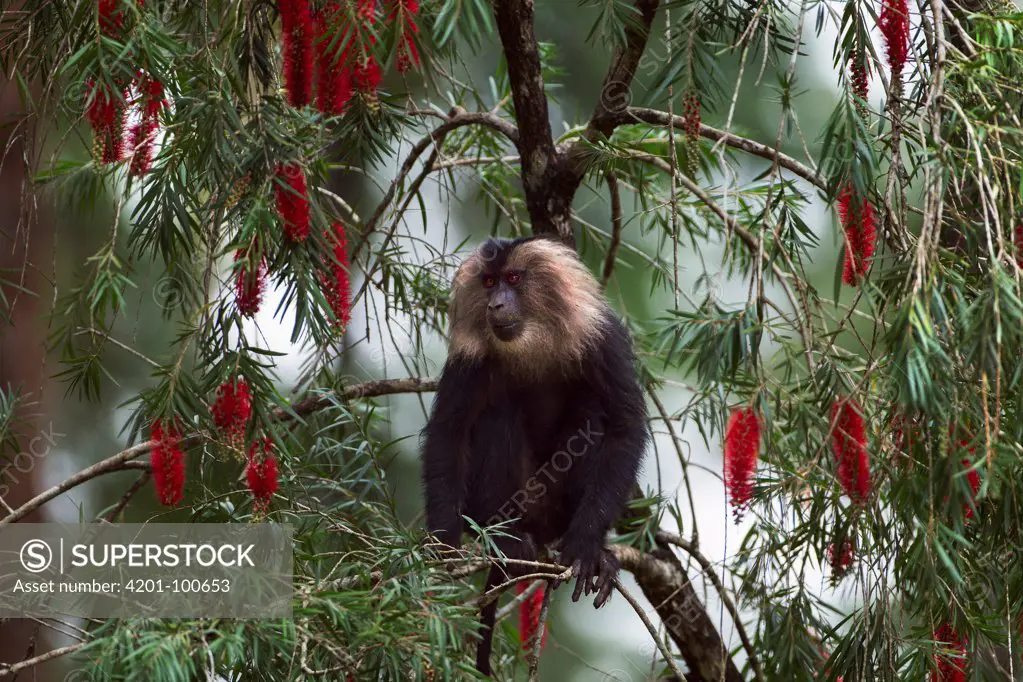Lion-tailed Macaque (Macaca silenus) juvenile in tree, Indira Gandhi National Park, Western Ghats, India