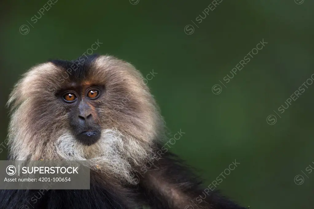 Lion-tailed Macaque (Macaca silenus) juvenile, Indira Gandhi National Park, Western Ghats, India