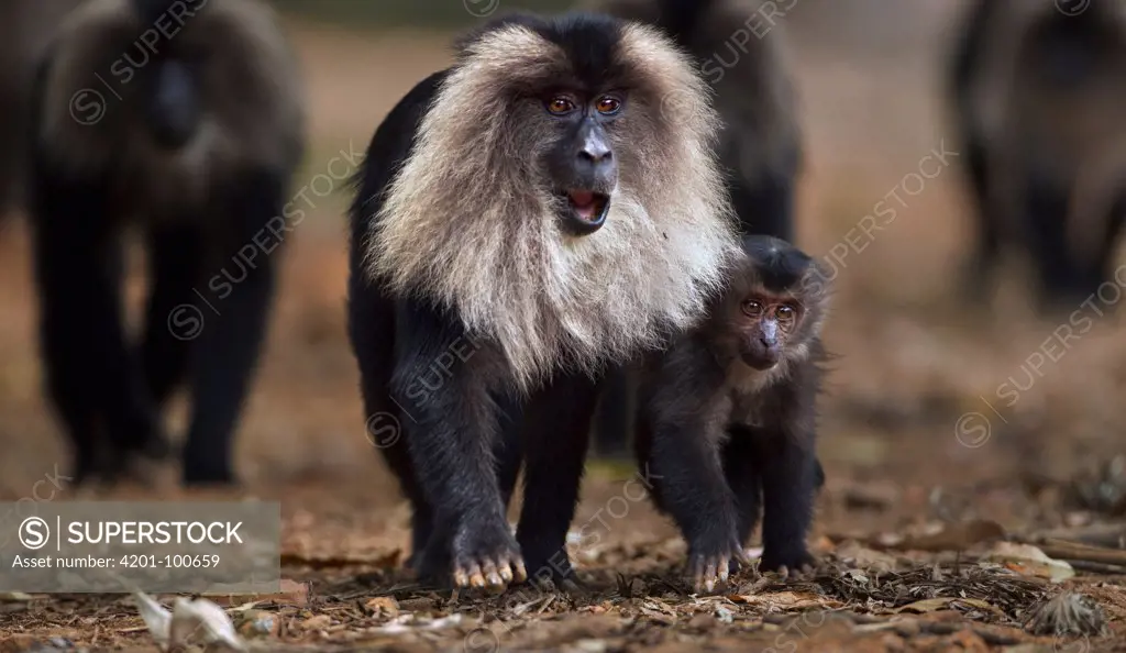 Lion-tailed Macaque (Macaca silenus) mother and young walking along path, Indira Gandhi National Park, Western Ghats, India