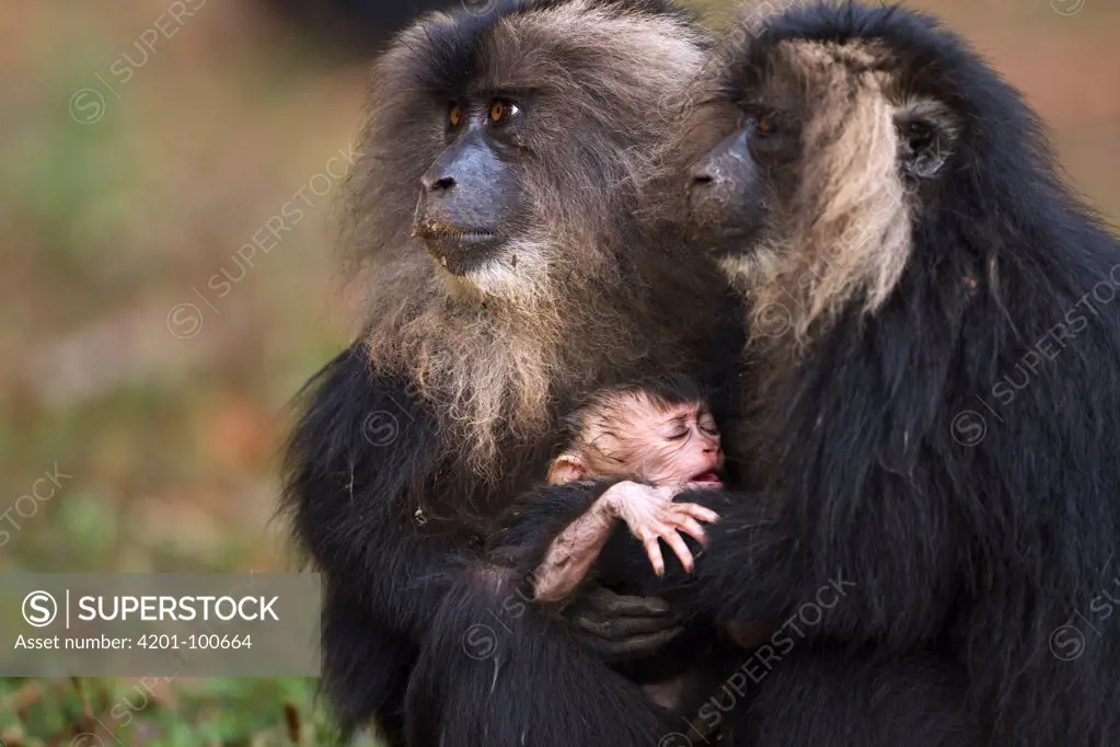 Lion-tailed Macaque (Macaca silenus) one month old baby kidnapped from another female, Indira Gandhi National Park, Western Ghats, India. Sequence 4 of 4