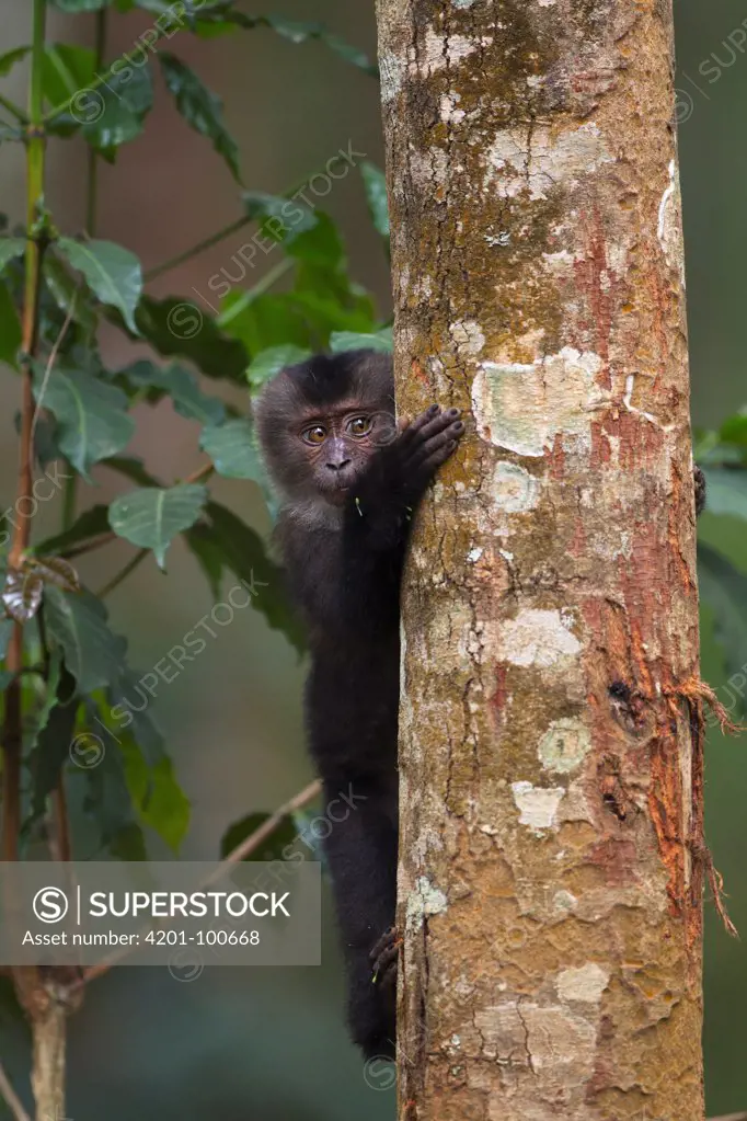 Lion-tailed Macaque (Macaca silenus) yearling clinging to tree, Indira Gandhi National Park, Western Ghats, India