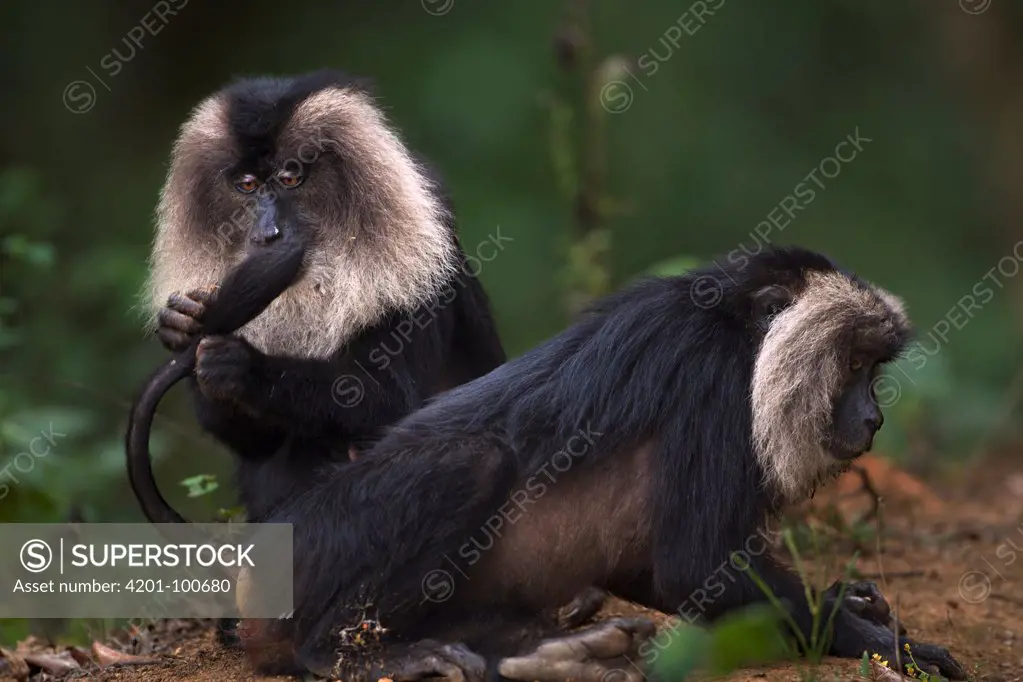 Lion-tailed Macaque (Macaca silenus) females grooming, Indira Gandhi National Park, Western Ghats, India