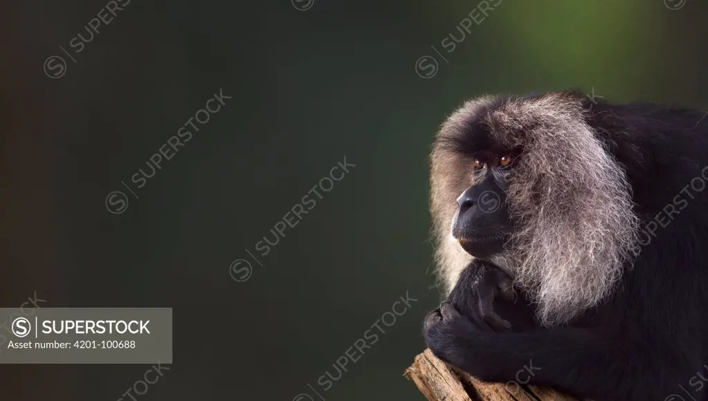 Lion-tailed Macaque (Macaca silenus) female in tree, Indira Gandhi National Park, Western Ghats, India
