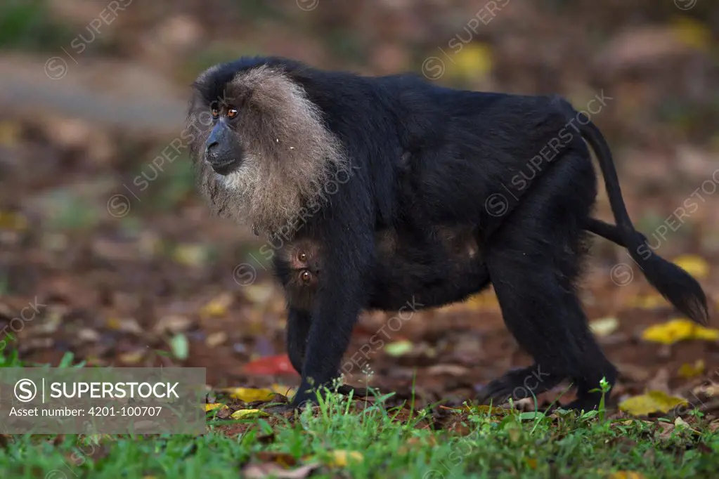 Lion-tailed Macaque (Macaca silenus) mother with bagby clinging to her stomach, Indira Gandhi National Park, Western Ghats, India