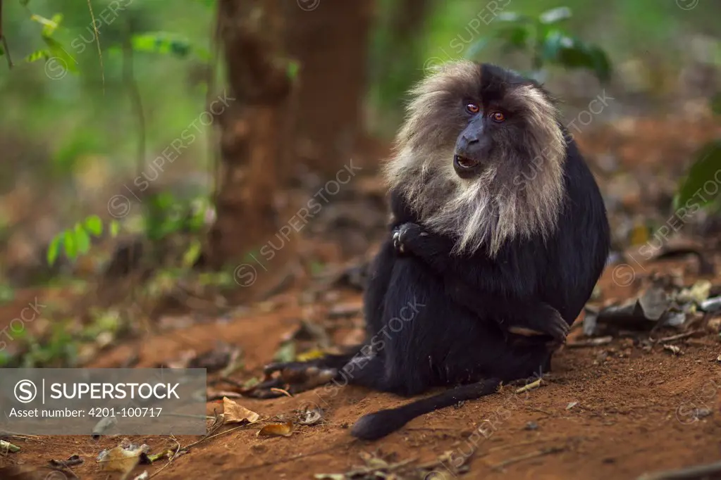 Lion-tailed Macaque (Macaca silenus) female holding baby, Indira Gandhi National Park, Western Ghats, India