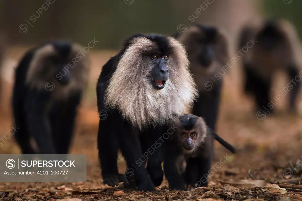 Lion-tailed Macaque (Macaca silenus) group including mother and young walking along path, Indira Gandhi National Park, Western Ghats, India