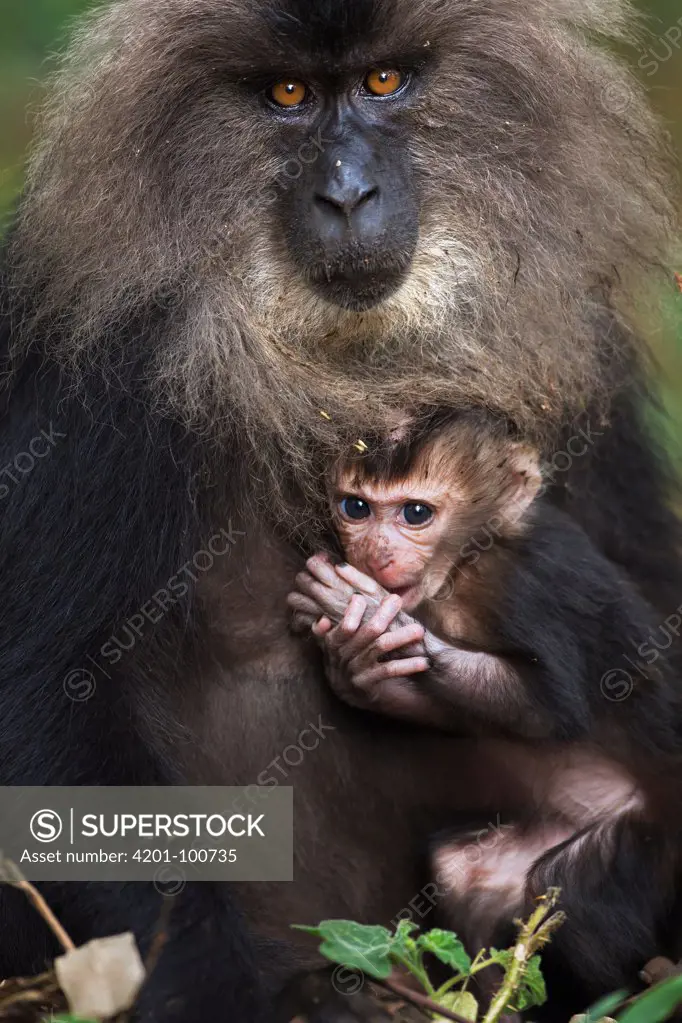 Lion-tailed Macaque (Macaca silenus) mother and one month old baby, Indira Gandhi National Park, Western Ghats, India