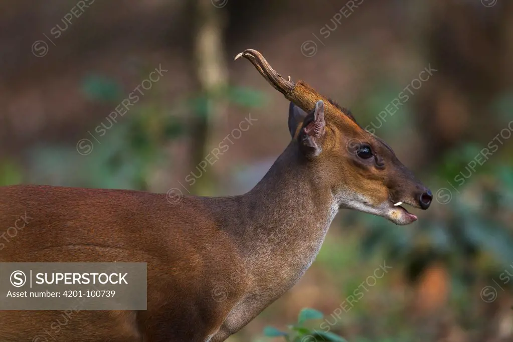 Barking Deer (Muntiacus muntjak) male, Indira Gandhi National Park, Western Ghats, India