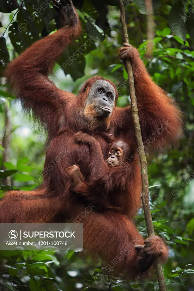 Sumatran Orangutan (Pongo abelii) thirty-six year old female, named Suma, with female baby, named Sumi, holding onto liana, Gunung Leuser National Park, Sumatra, Indonesia