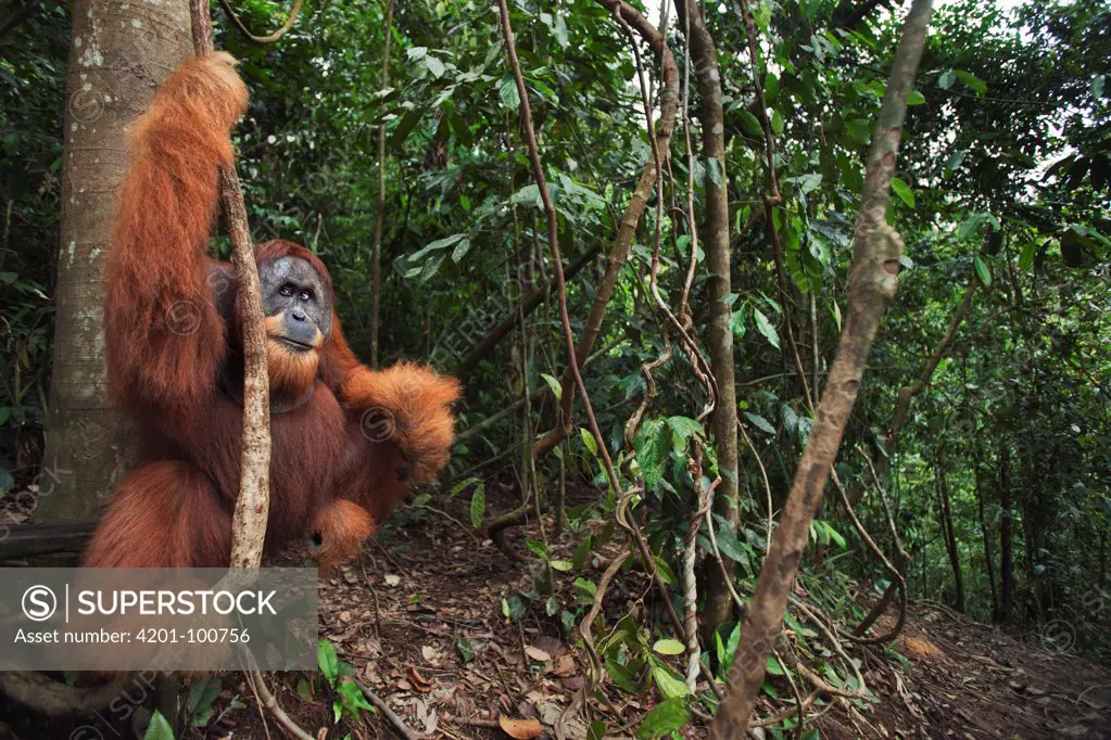Sumatran Orangutan (Pongo abelii) twenty-six year old male, named Halik, swinging from liana, Gunung Leuser National Park, Sumatra, Indonesia