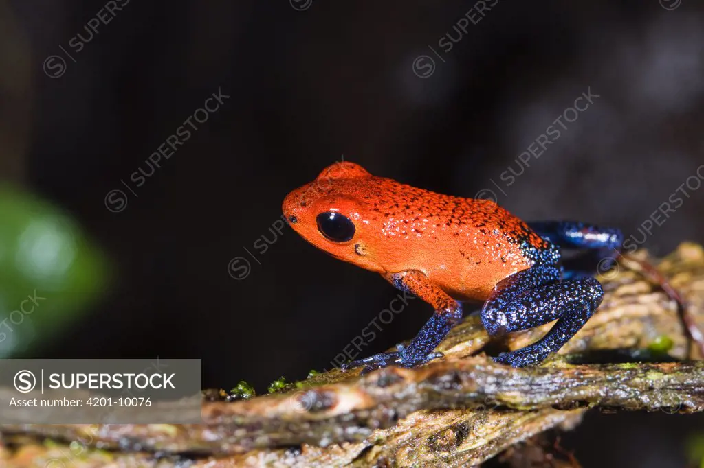 Strawberry Poison Dart Frog (Dendrobates pumilio) portrait, Costa Rica