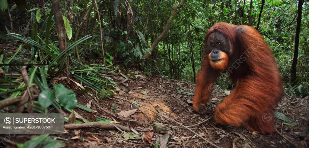 Sumatran Orangutan (Pongo abelii) twenty-six year old male, named Halik, walking through forest clearing, Gunung Leuser National Park, Sumatra, Indonesia
