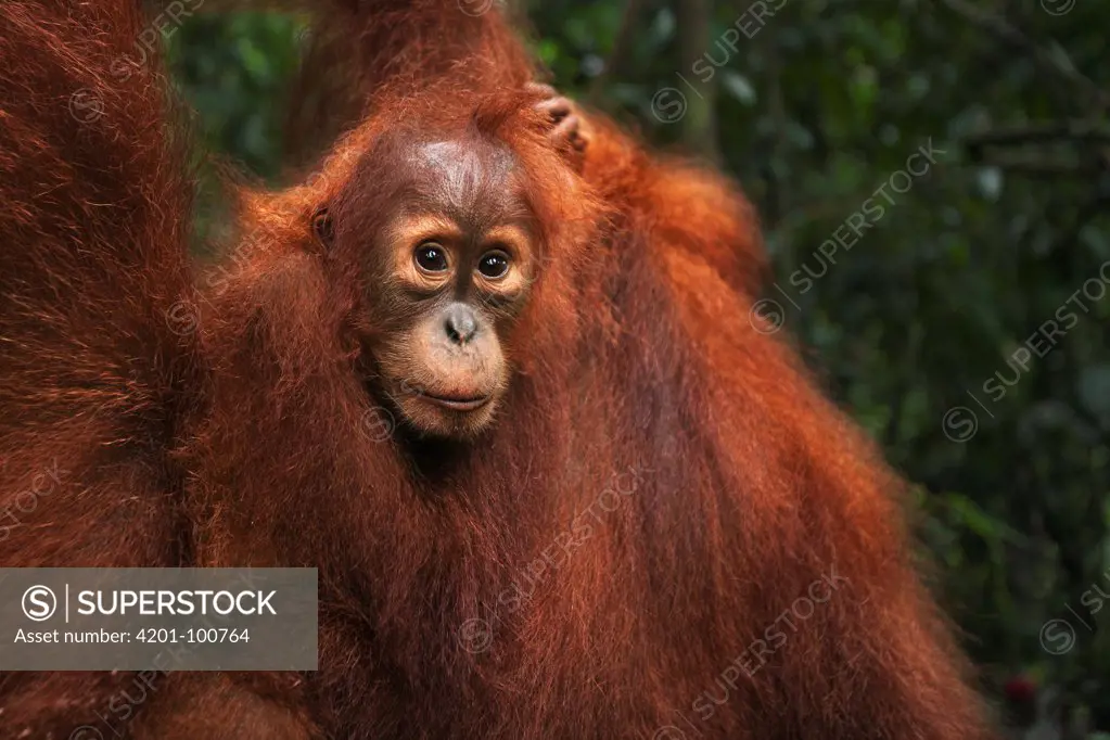 Sumatran Orangutan (Pongo abelii) female baby, named Jodi, Gunung Leuser National Park, Sumatra, Indonesia