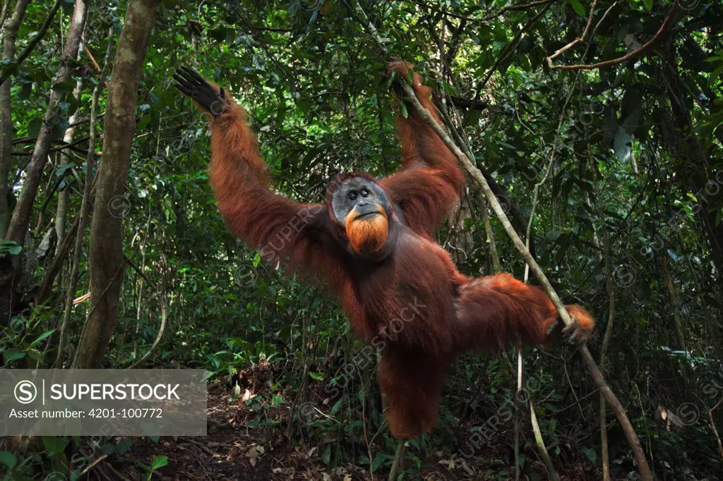 Sumatran Orangutan (Pongo abelii) twenty-six year old male, named Halik, hanging from lianas, Gunung Leuser National Park, Sumatra, Indonesia