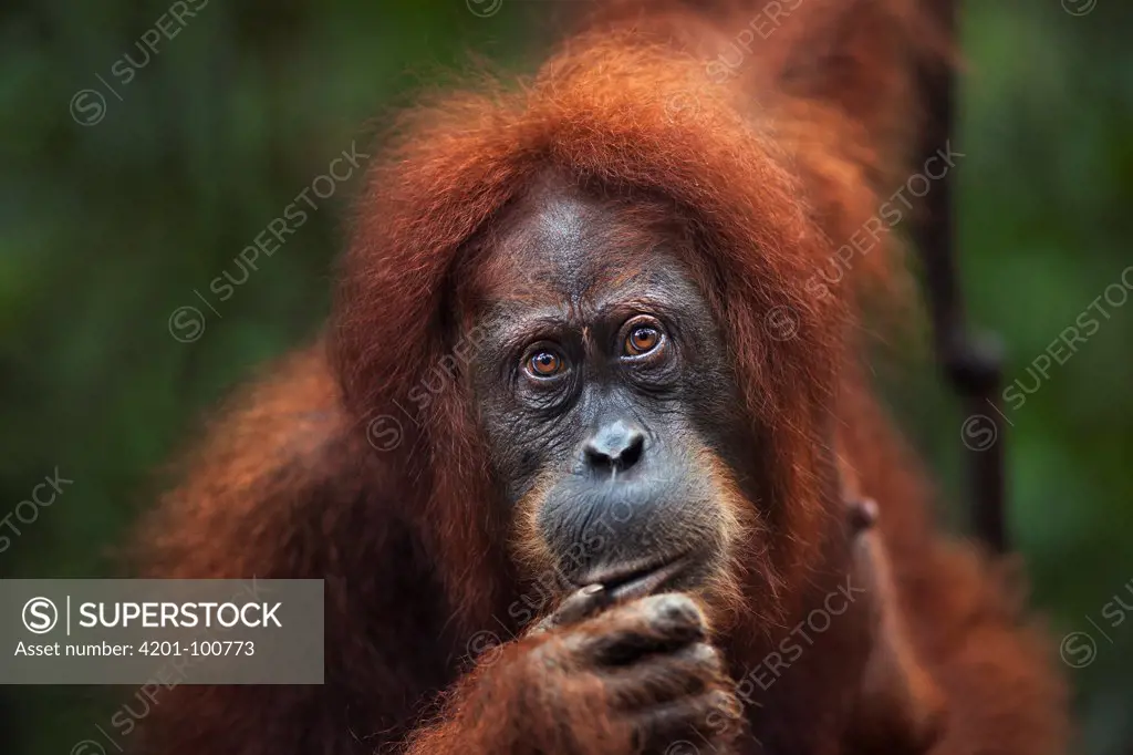 Sumatran Orangutan (Pongo abelii) twenty-two year old female, named Sandra, Gunung Leuser National Park, Sumatra, Indonesia