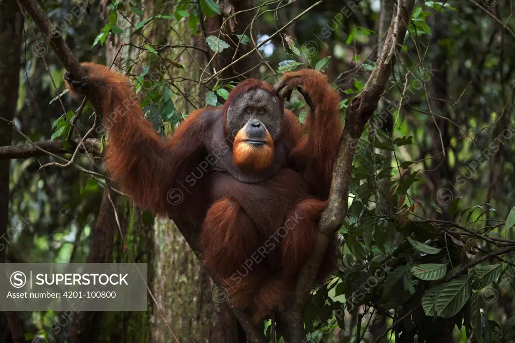 Sumatran Orangutan (Pongo abelii) twenty-six year old male, named Halik, in tree, Gunung Leuser National Park, Sumatra, Indonesia