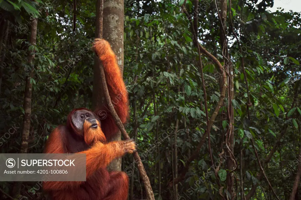Sumatran Orangutan (Pongo abelii) twenty-six year old male, named Halik, holding on to liana, Gunung Leuser National Park, Sumatra, Indonesia